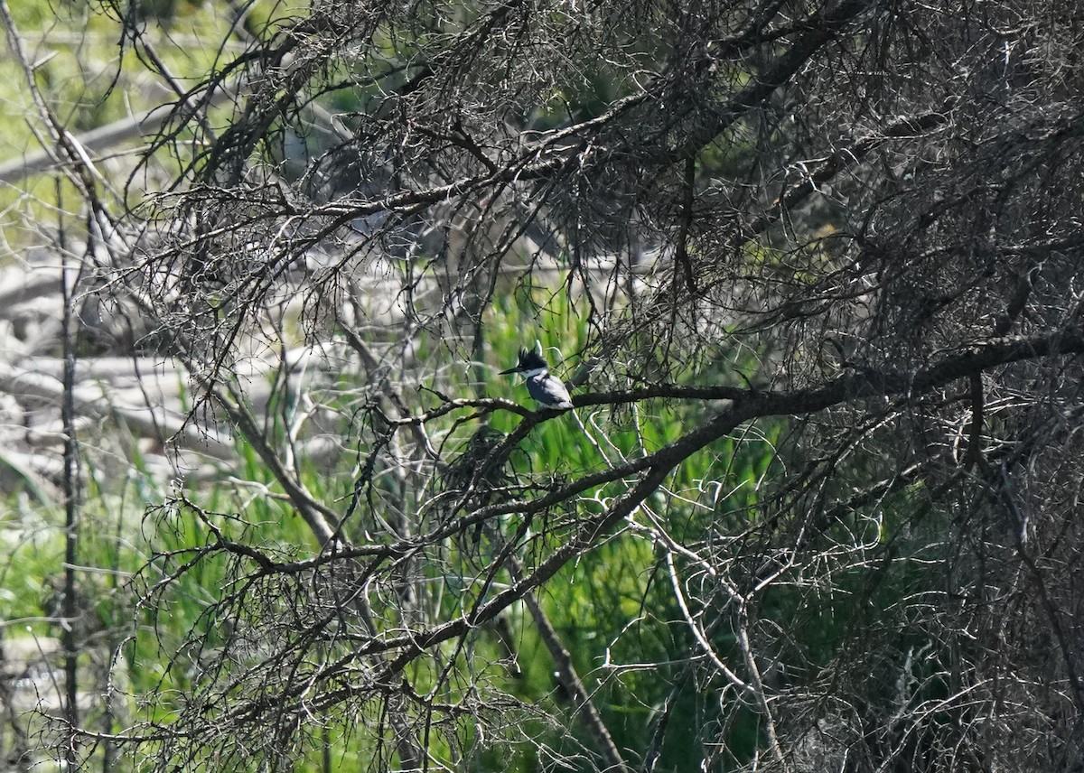 Belted Kingfisher - ML620774281