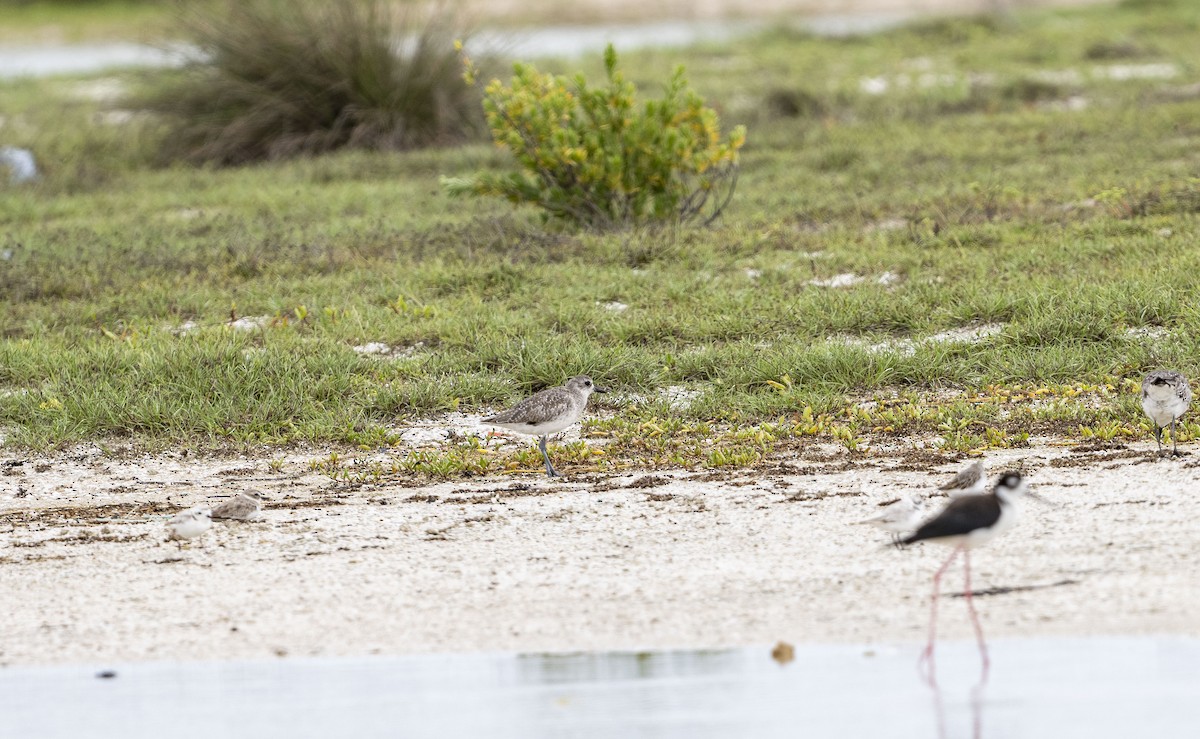 Black-bellied Plover - ML620774282