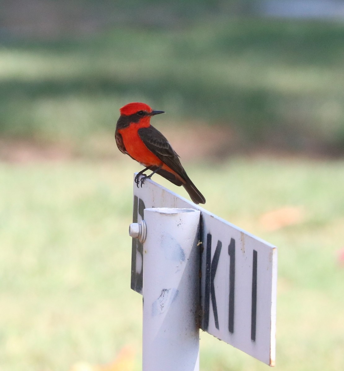 Vermilion Flycatcher - ML620774288