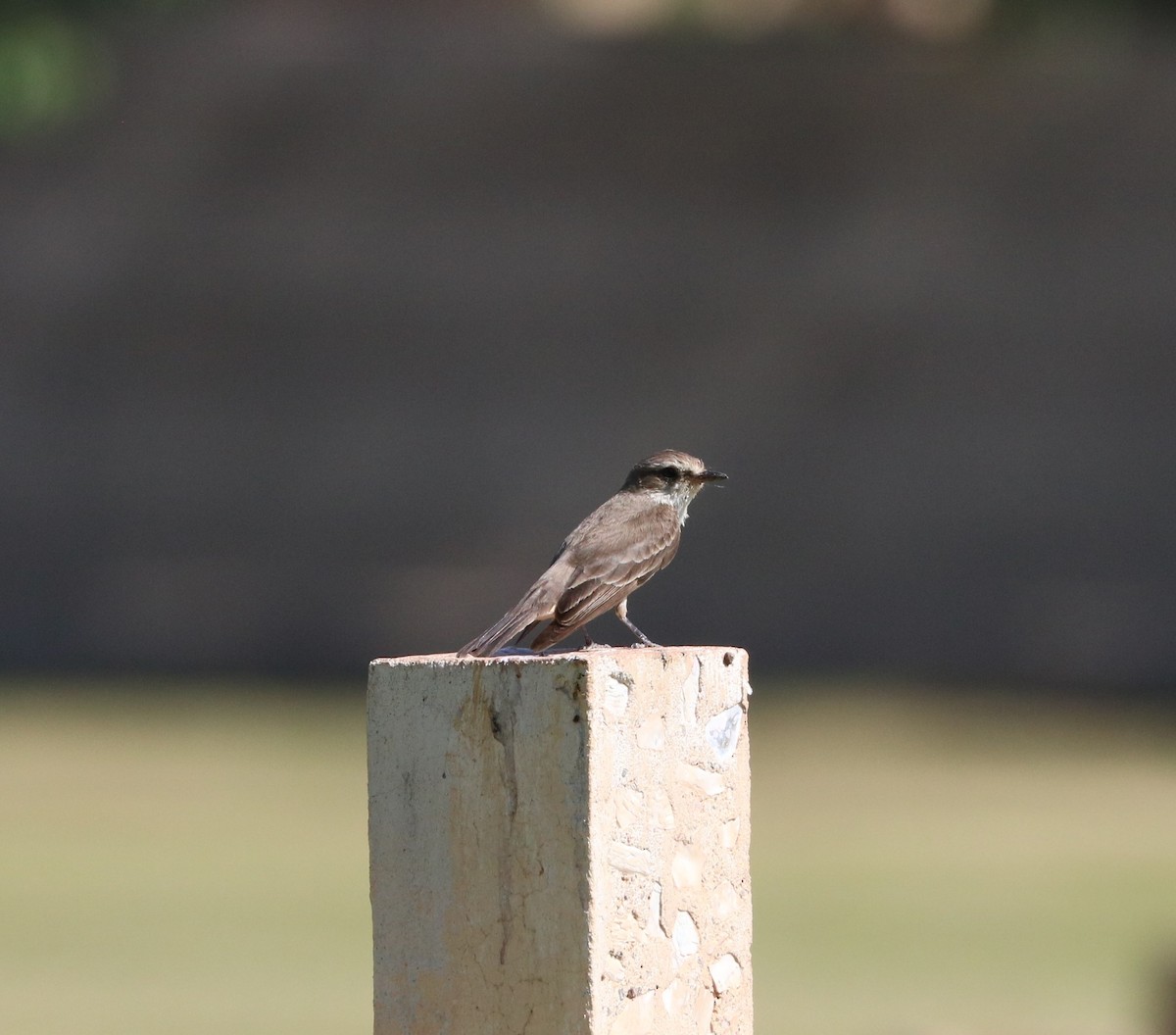 Vermilion Flycatcher - ML620774289