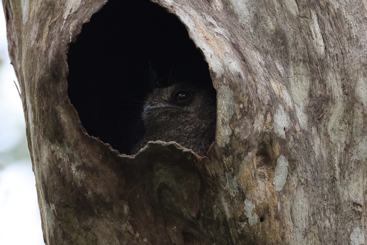 Barred Owlet-nightjar - ML620774290