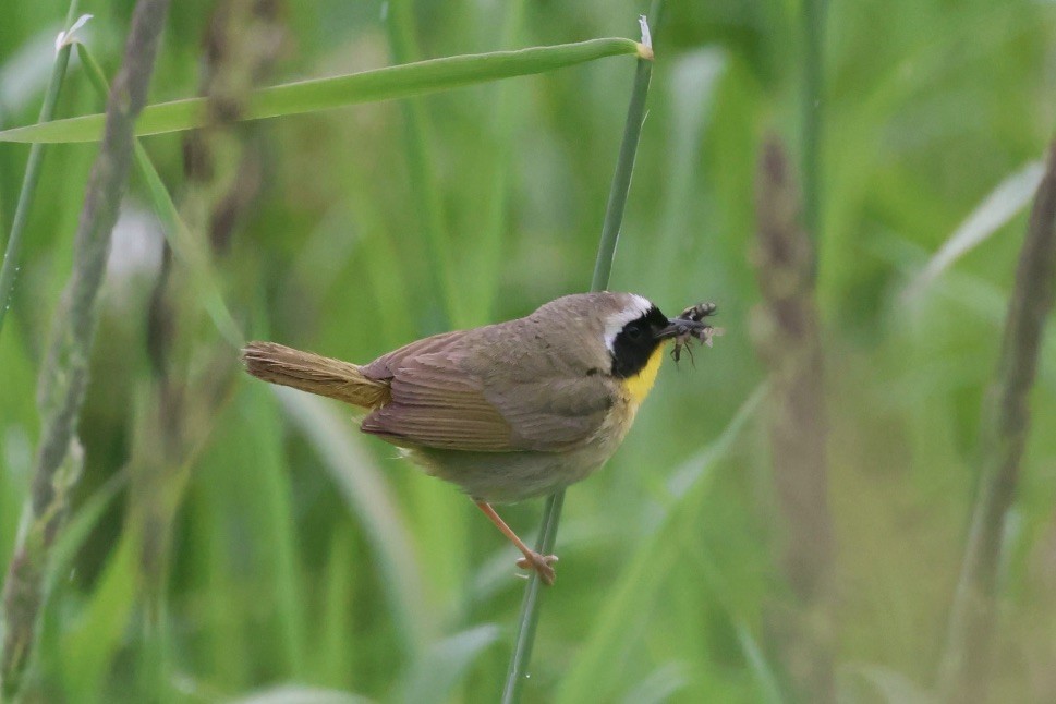 Weidengelbkehlchen - ML620774293