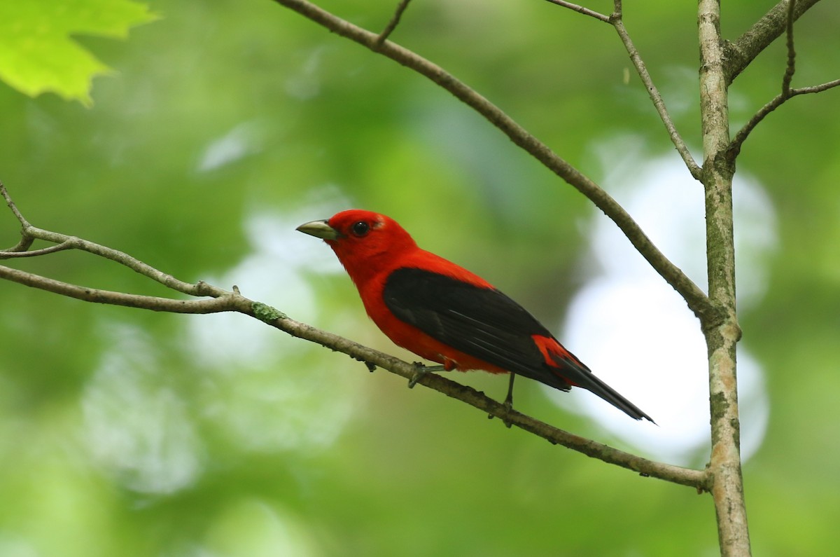 Scarlet Tanager - ML620774295
