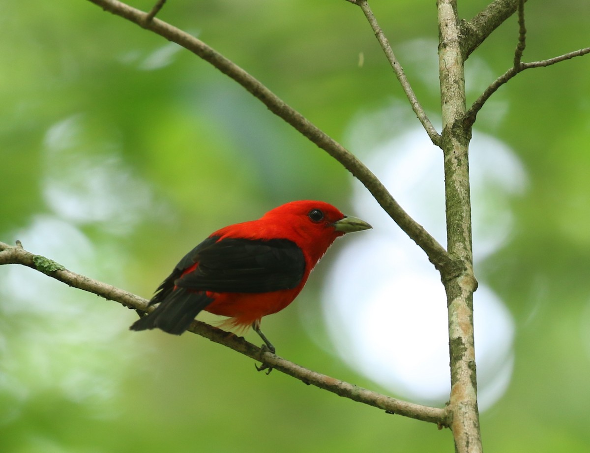 Scarlet Tanager - ML620774296
