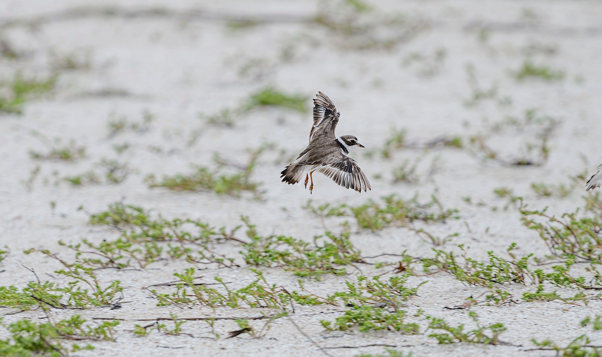 Semipalmated Plover - ML620774298