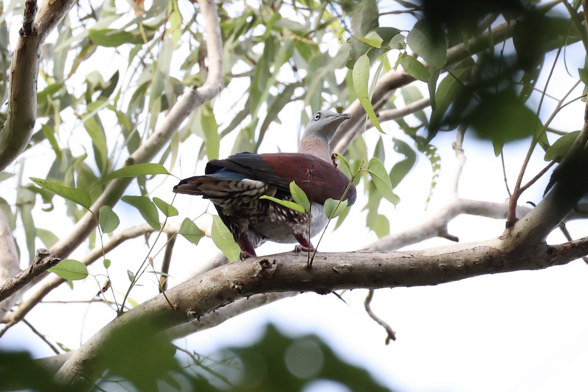 Zoe's Imperial-Pigeon - ML620774305