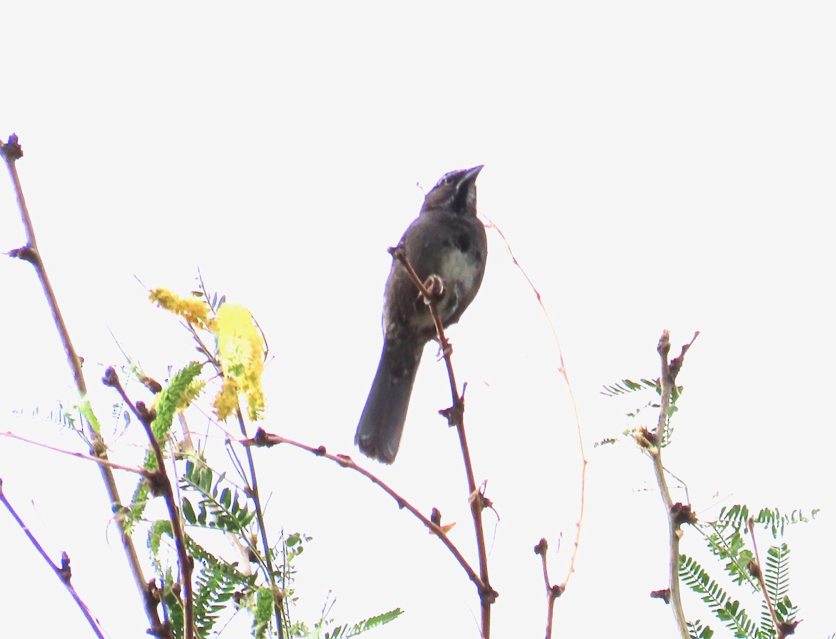 Five-striped Sparrow - ML620774307