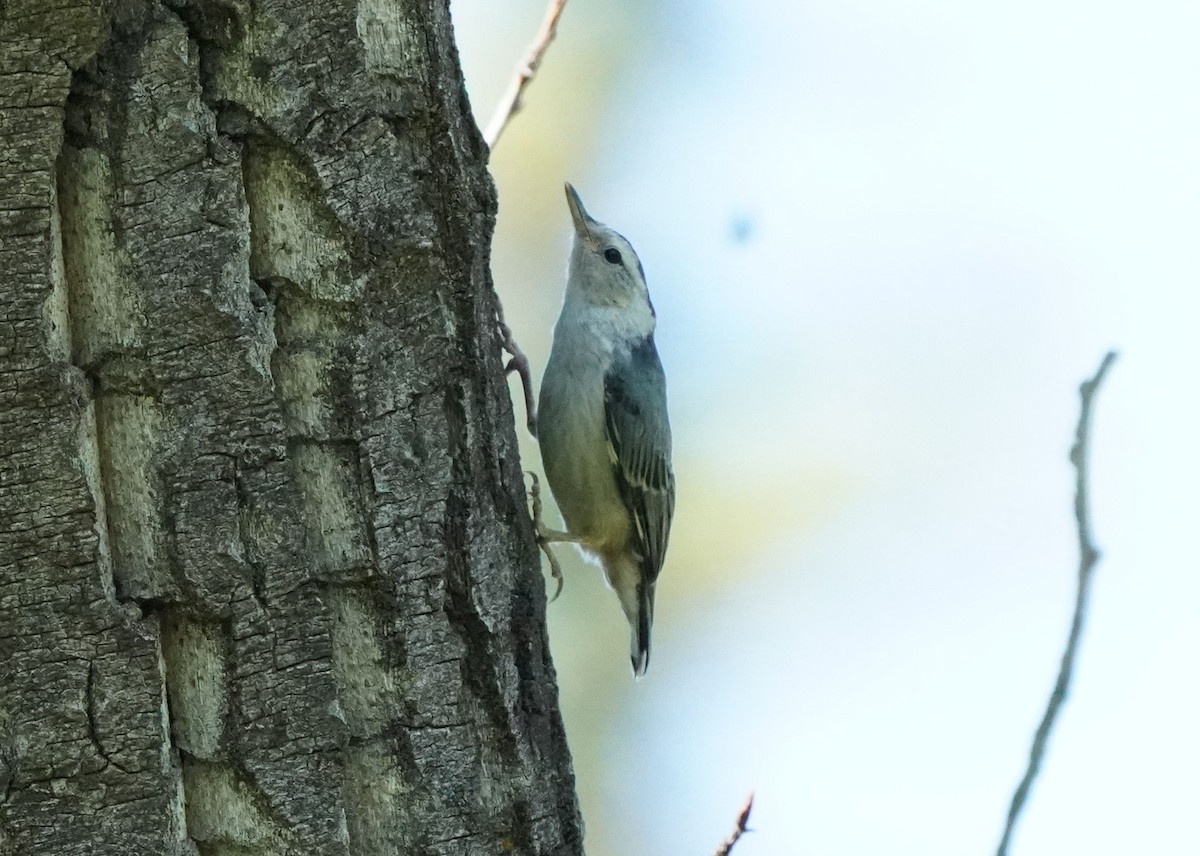 White-breasted Nuthatch - ML620774308