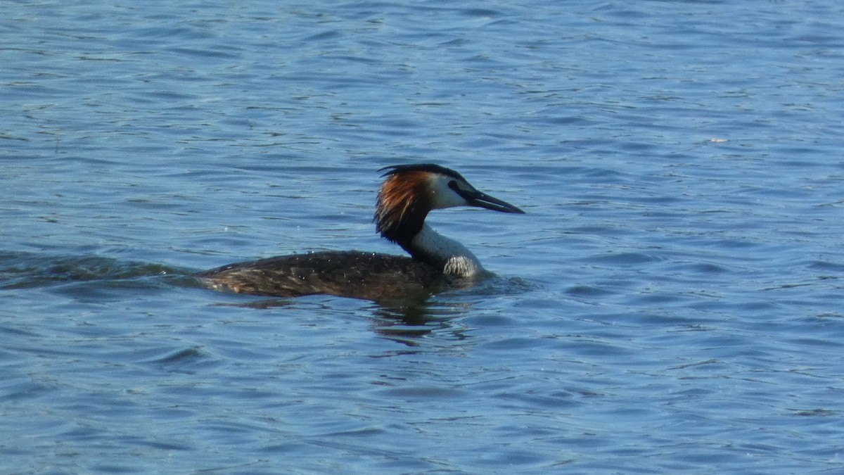 Great Crested Grebe - ML620774309