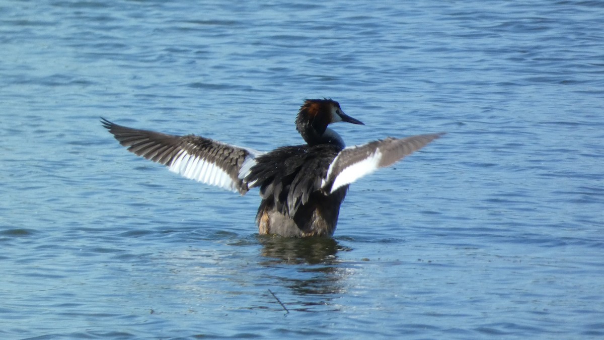 Great Crested Grebe - ML620774310