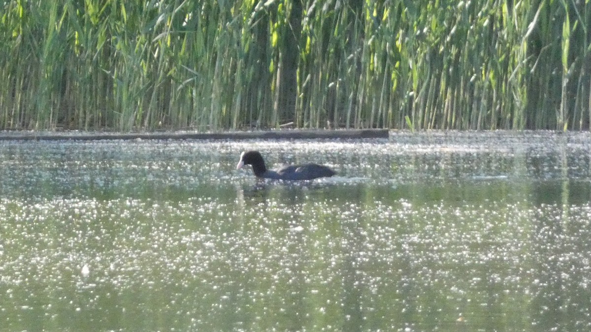 Eurasian Coot - Malini Kaushik