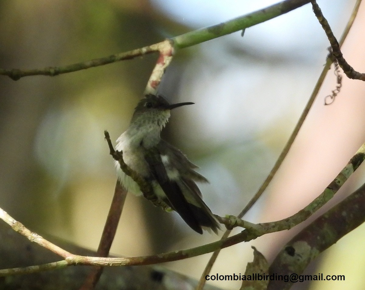 Olive-spotted Hummingbird - ML620774313