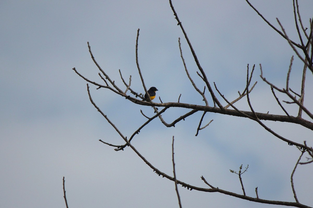 Yellow-throated Euphonia - ML620774316