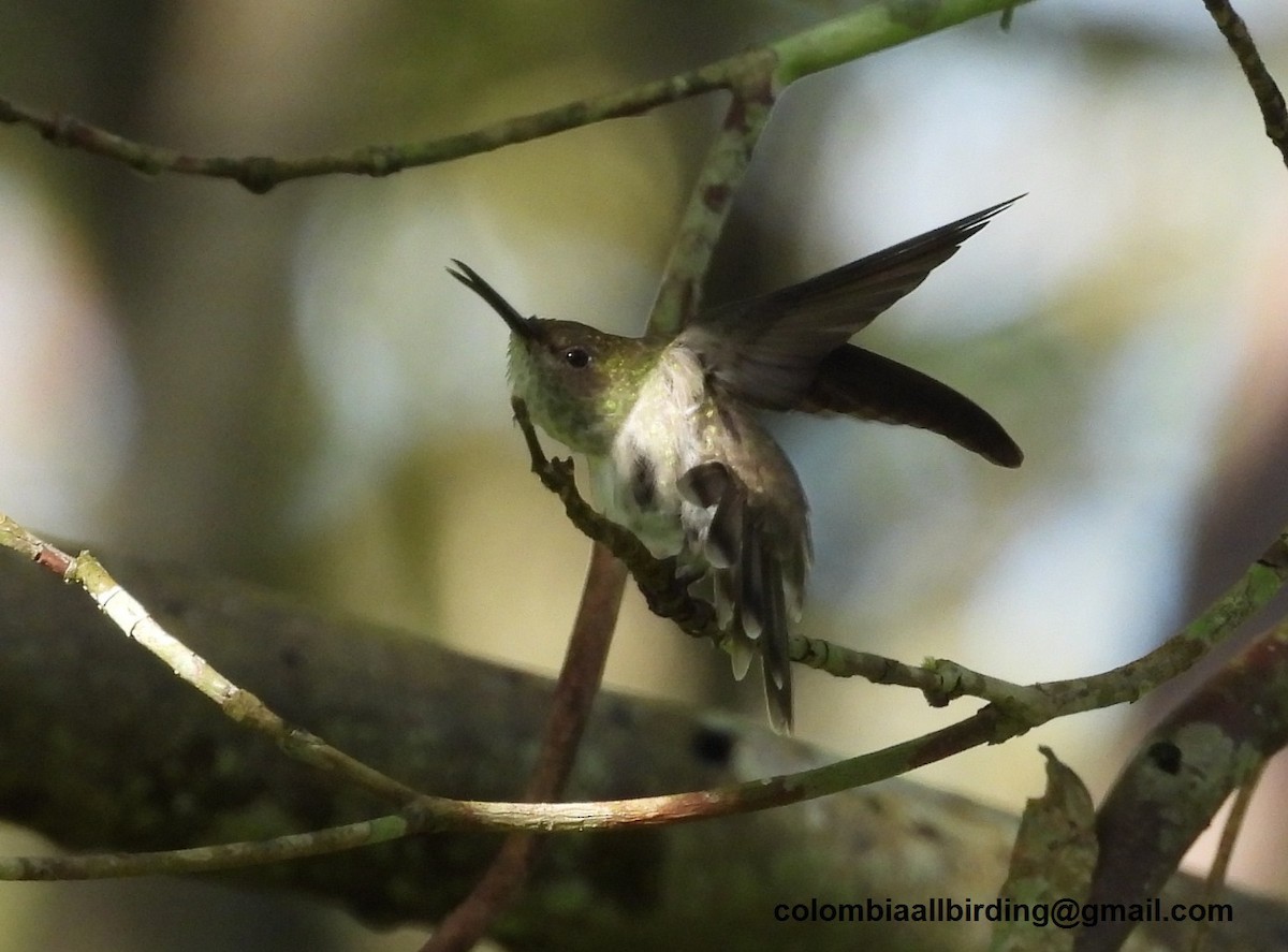 Colibri à queue verte - ML620774317