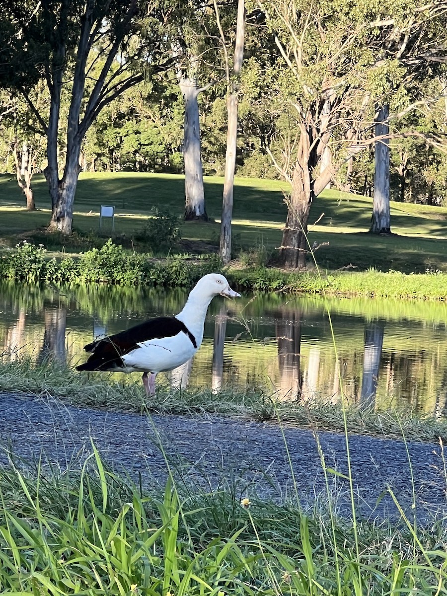 Radjah Shelduck - ML620774319