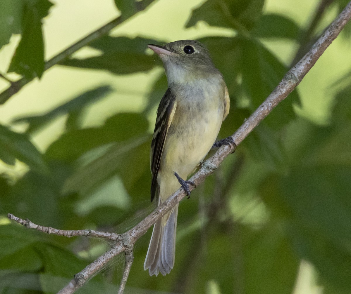 Acadian Flycatcher - ML620774326