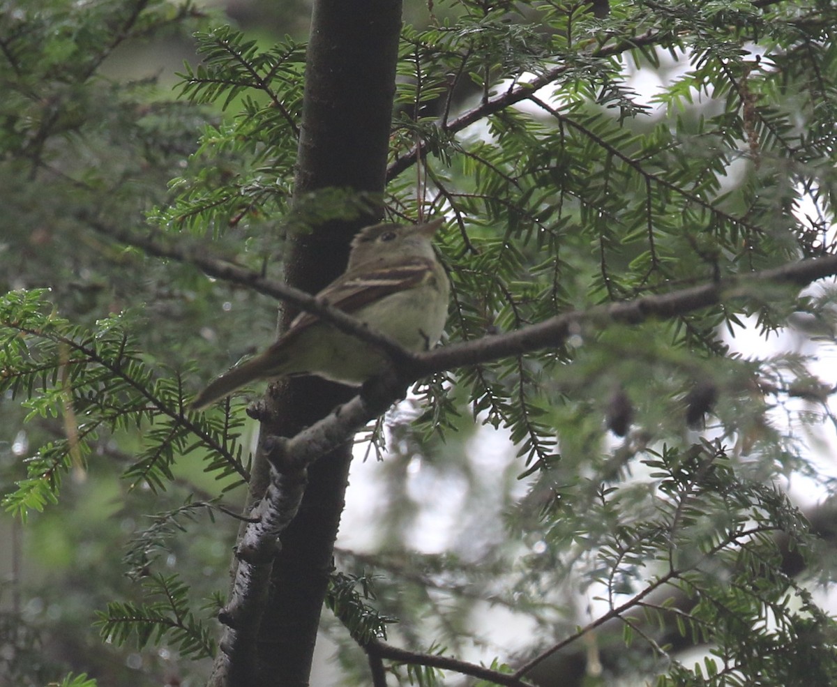 Acadian Flycatcher - ML620774328