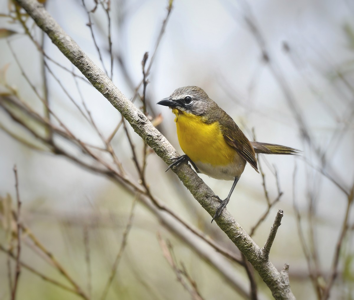 Yellow-breasted Chat - ML620774330