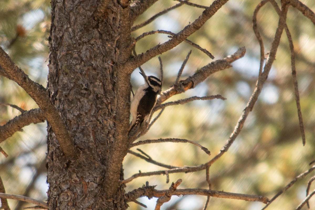 Hairy Woodpecker - Cinnamon Bergeron