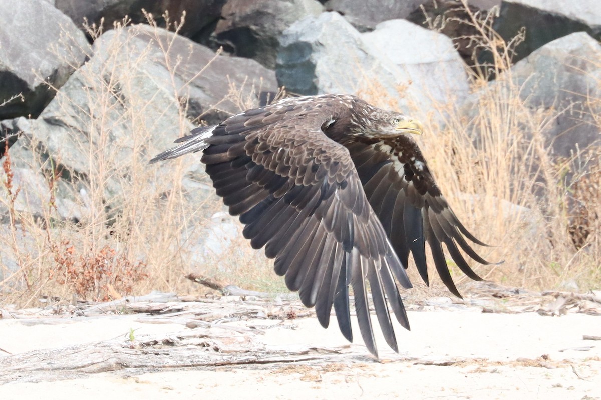 Bald Eagle - ML620774332