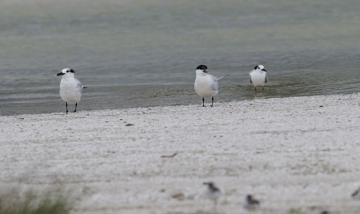 Sandwich Tern - ML620774334