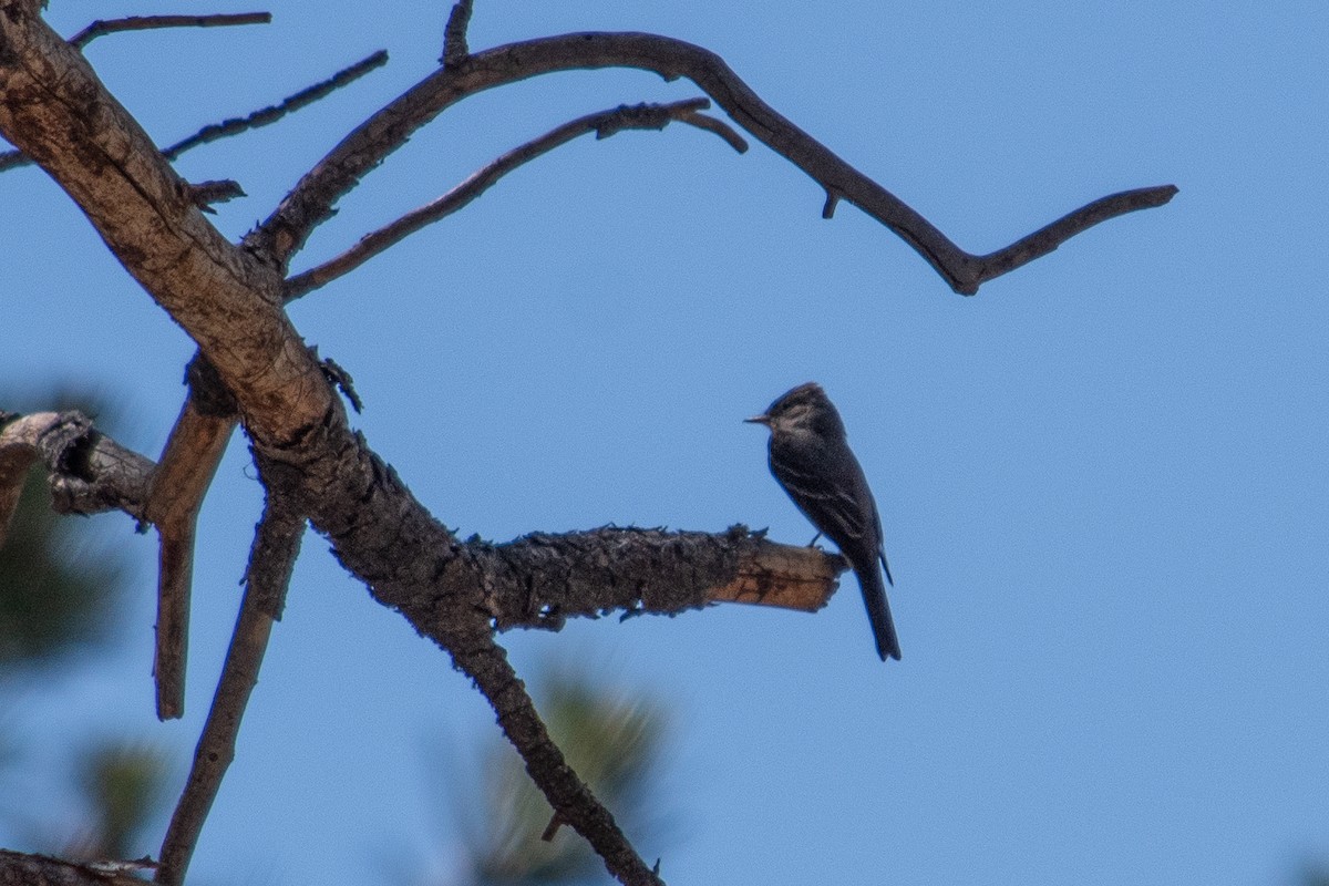 Western Wood-Pewee - ML620774337