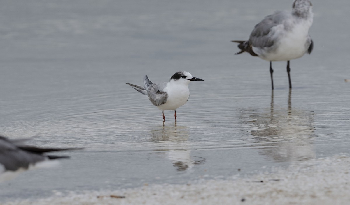 Common Tern - ML620774341