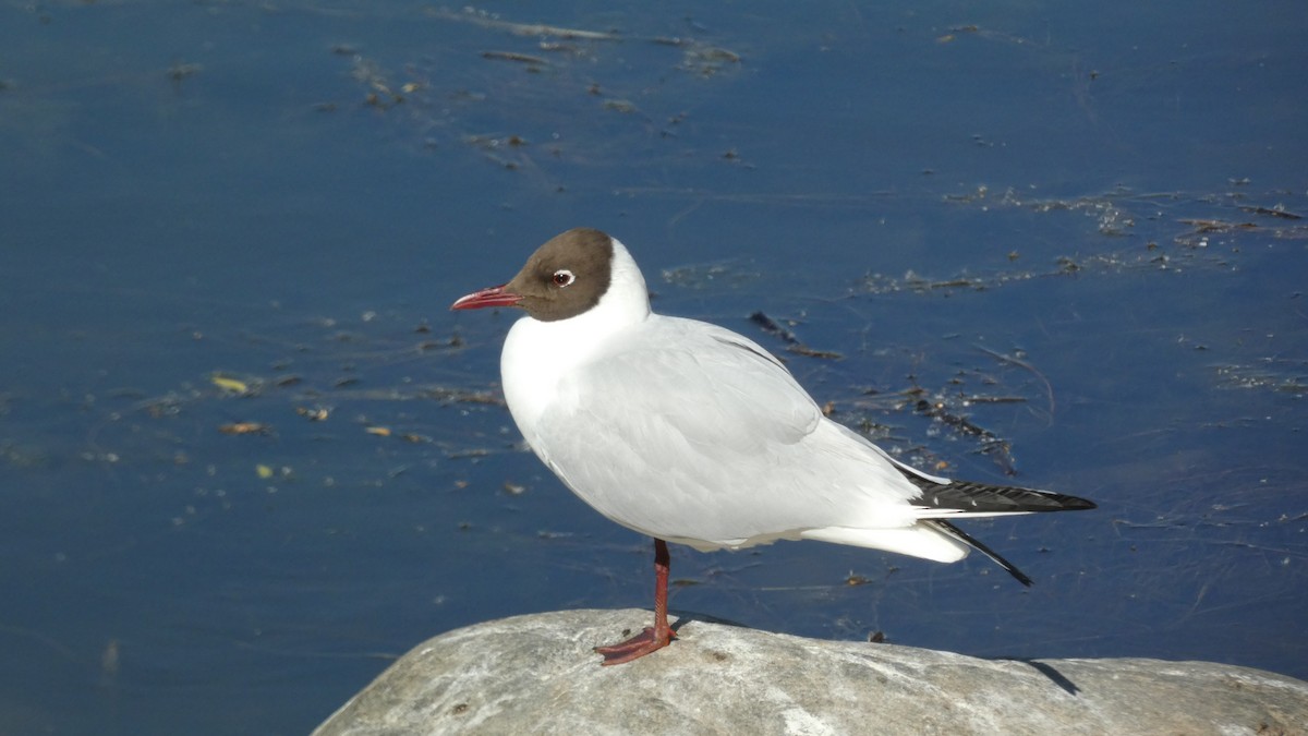 Mouette rieuse - ML620774342