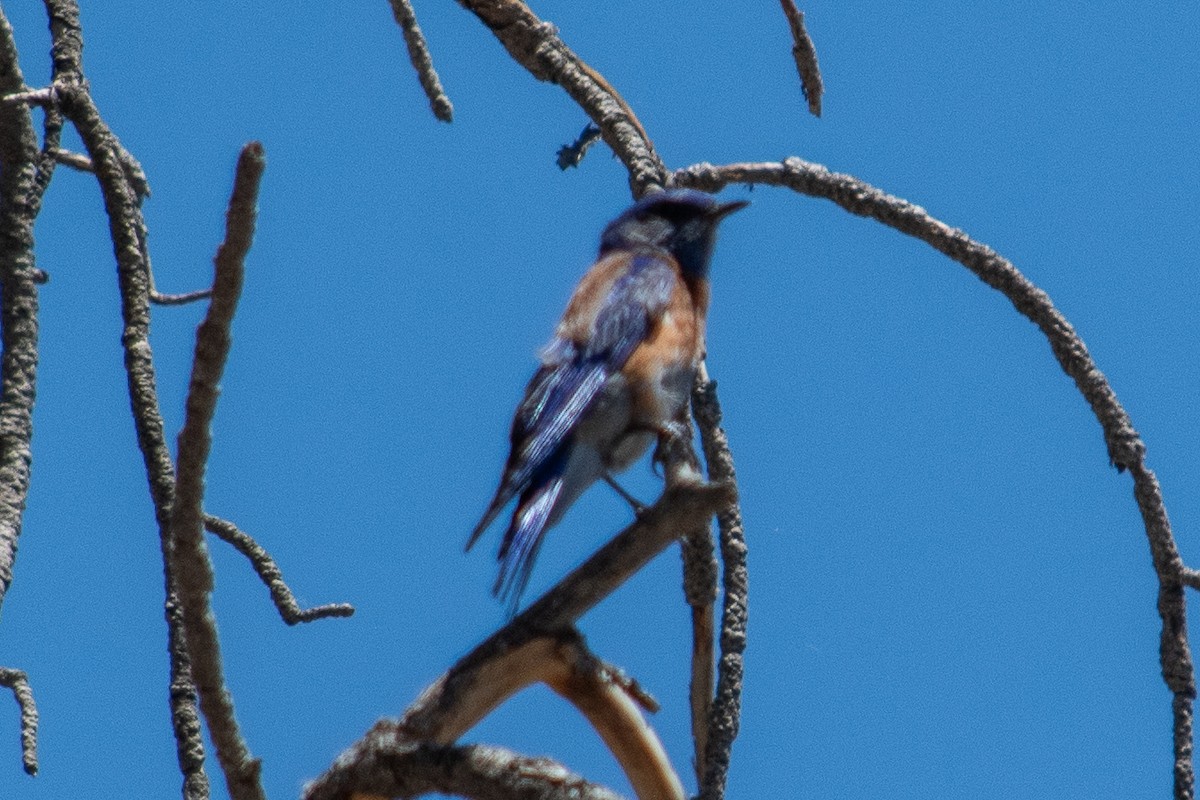 Western Bluebird - ML620774347