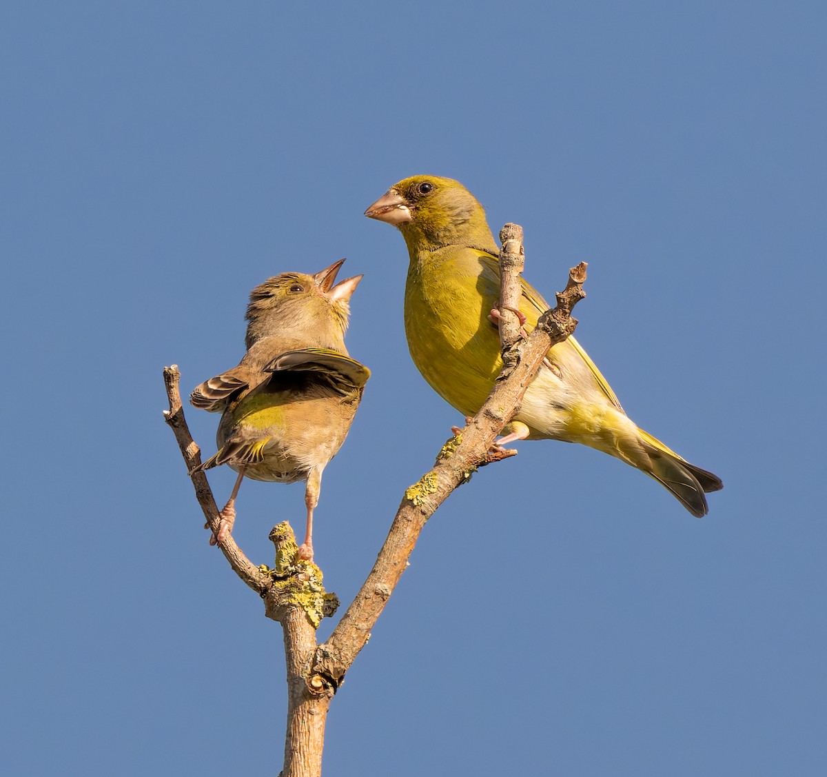 European Greenfinch - ML620774355