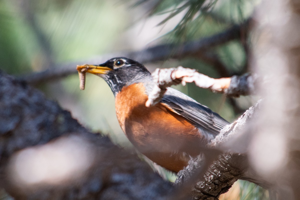 American Robin - ML620774359