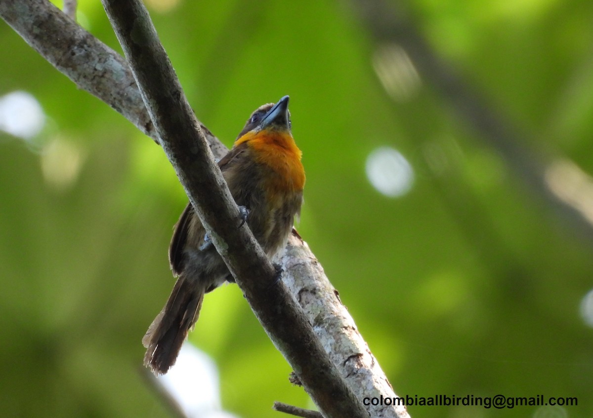 Scarlet-crowned Barbet - ML620774360