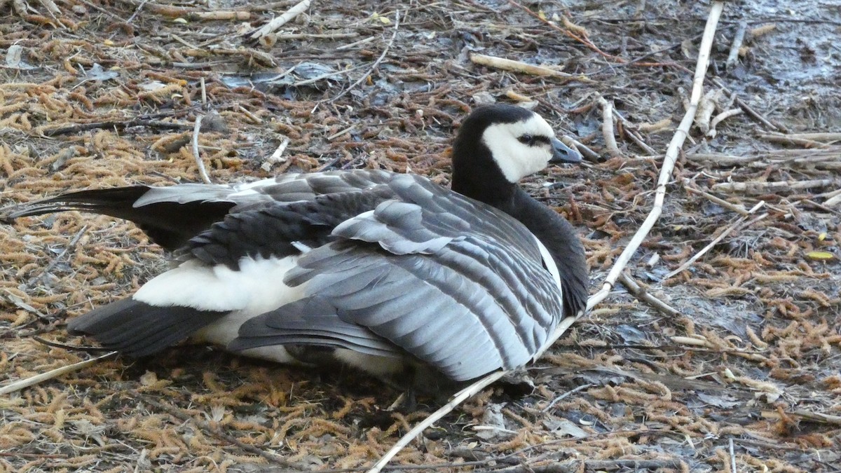 Barnacla Cariblanca - ML620774365