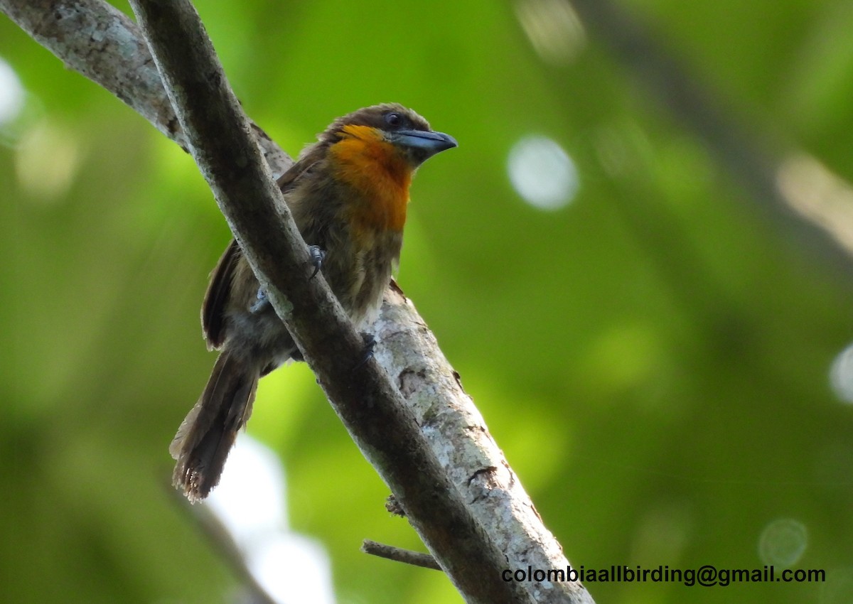 Scarlet-crowned Barbet - Urias Edgardo  Gonzalez Carreño