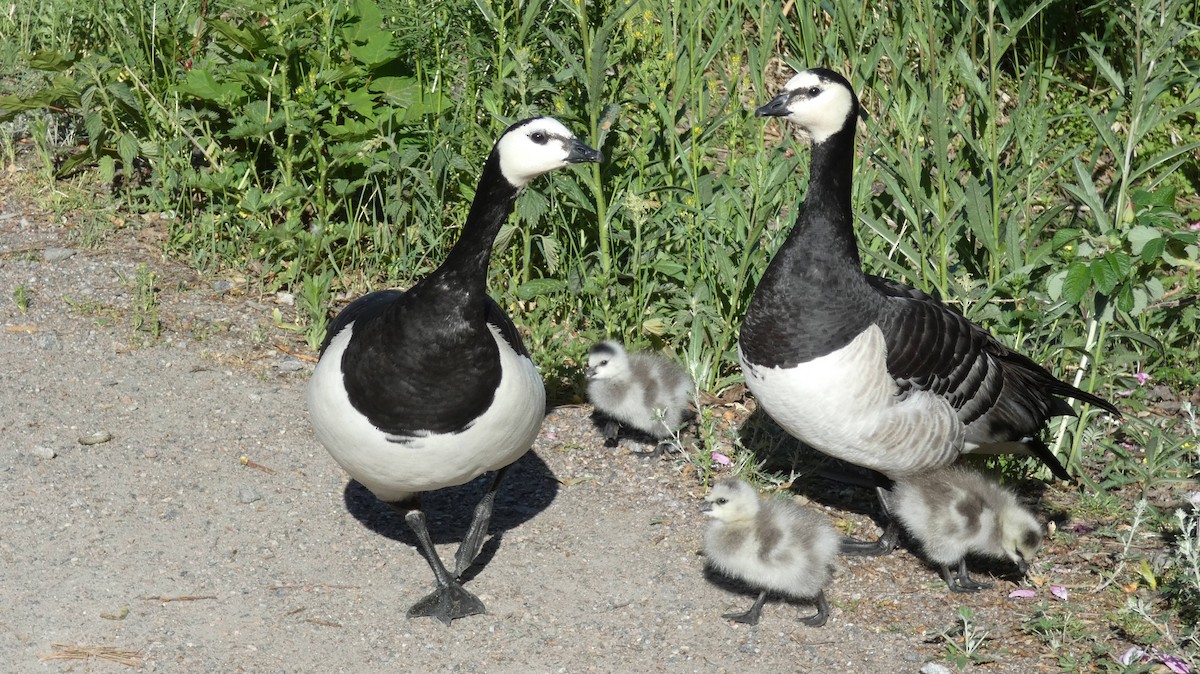 Barnacle Goose - ML620774367