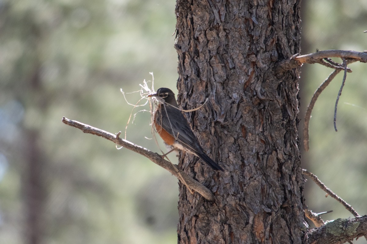 American Robin - ML620774368