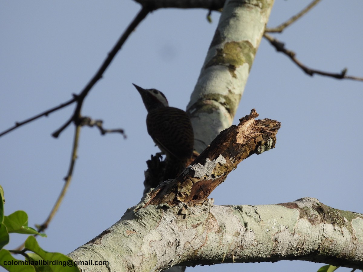 Spot-breasted Woodpecker - ML620774377