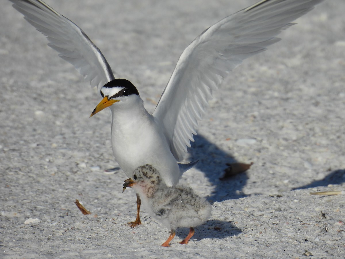 Least Tern - ML620774379