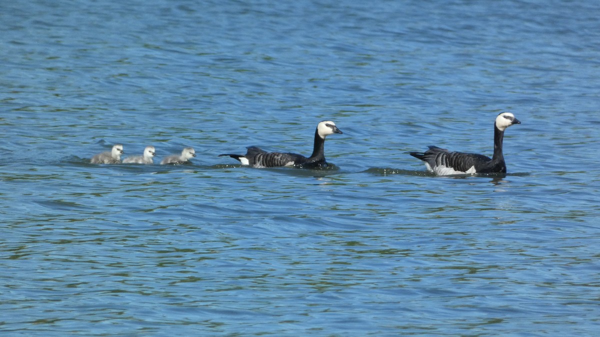 Barnacle Goose - ML620774381