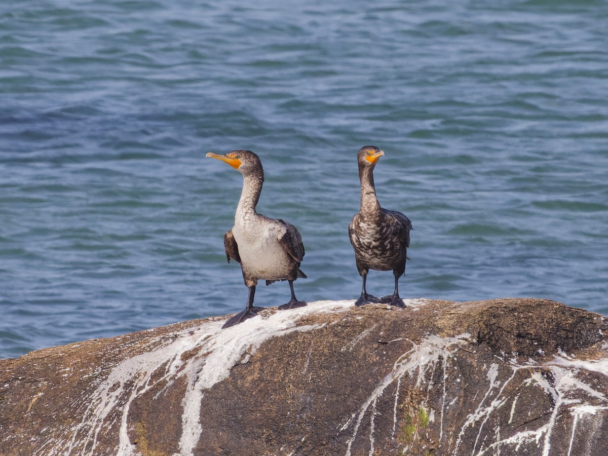 Double-crested Cormorant - Angus Wilson