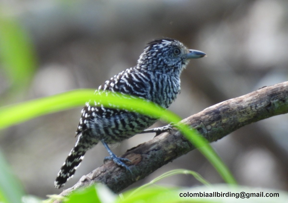 Barred Antshrike - ML620774392