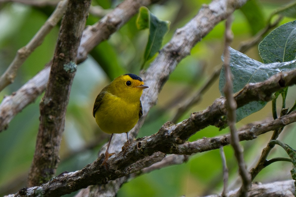 Wilson's Warbler - Sabrina Adleson