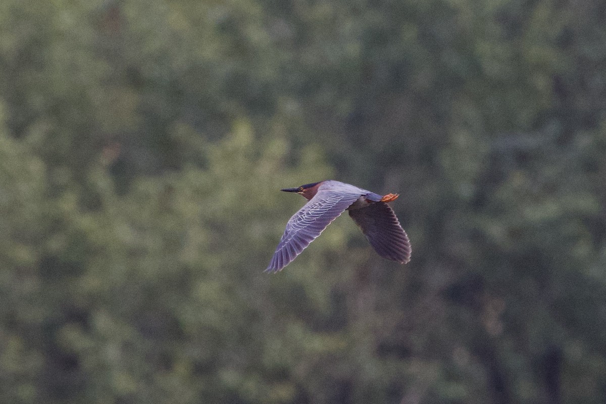 Green Heron - ML620774403