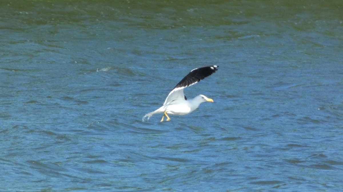 Lesser Black-backed Gull - ML620774405