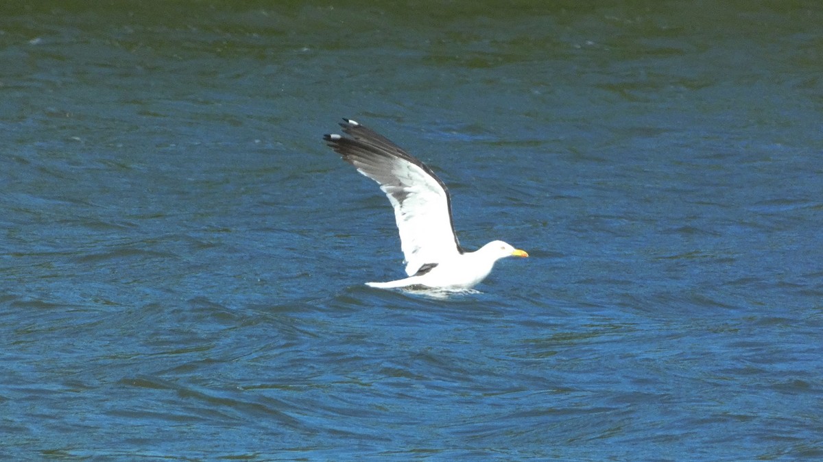 Gaviota Sombría - ML620774406