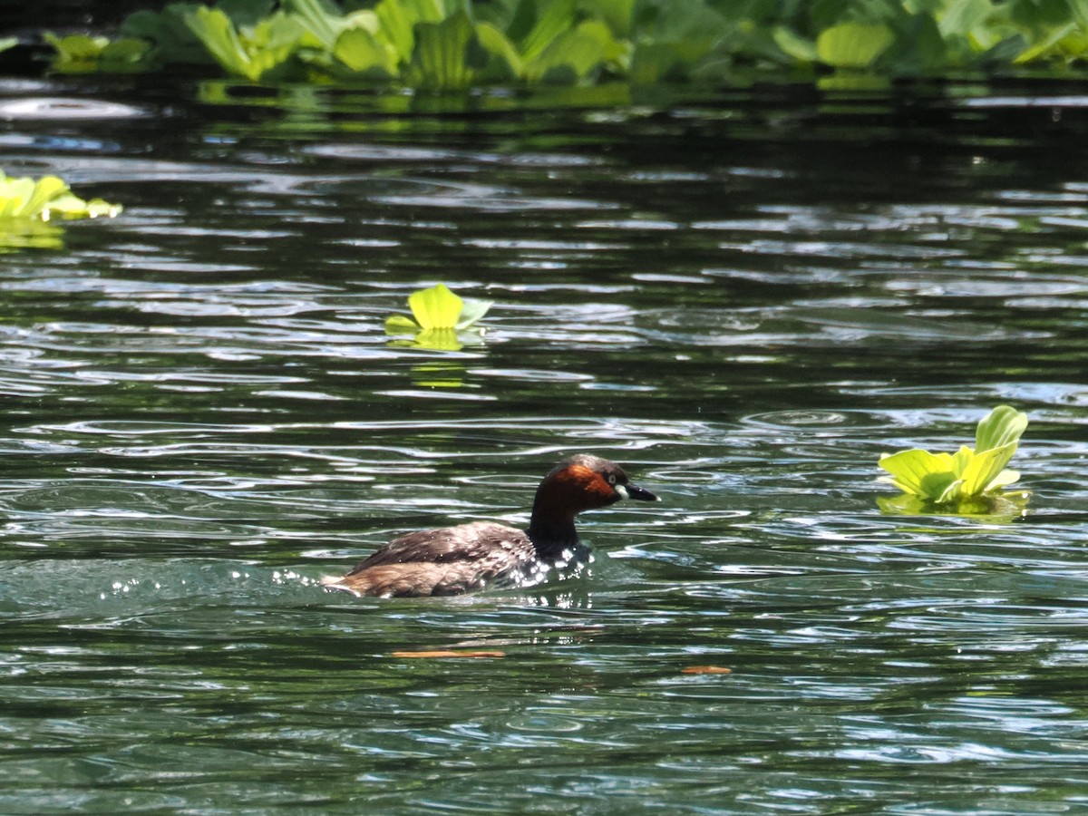 Little Grebe - ML620774408