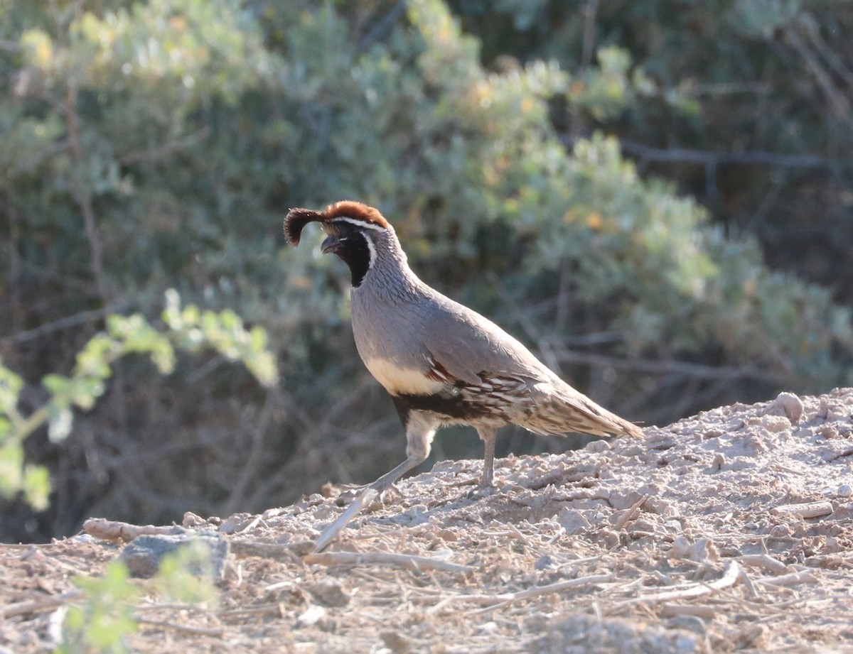 Gambel's Quail - ML620774409