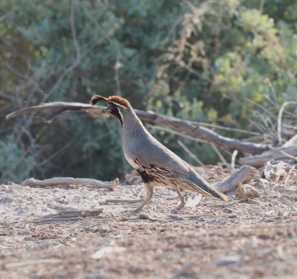 Gambel's Quail - ML620774410