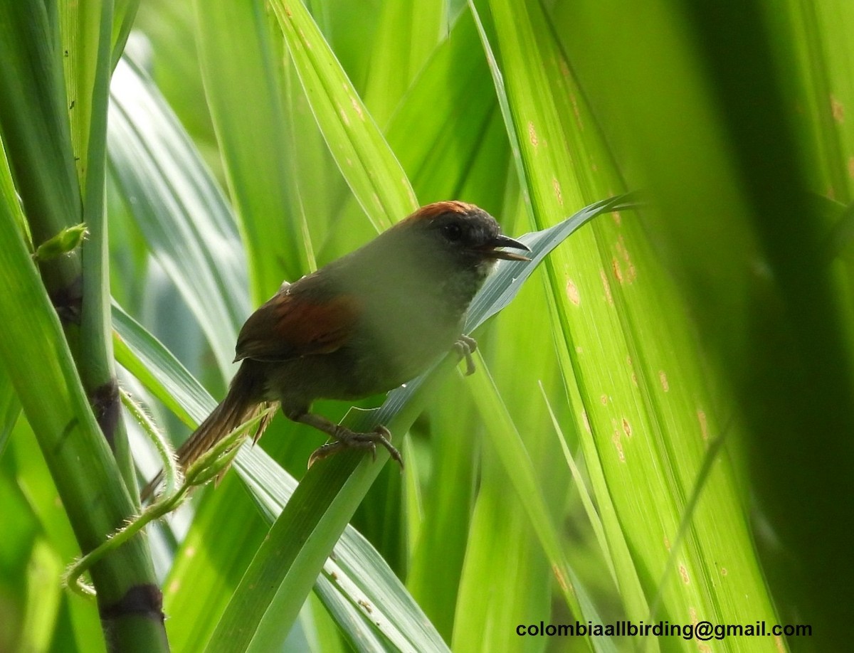 Dark-breasted Spinetail - ML620774413