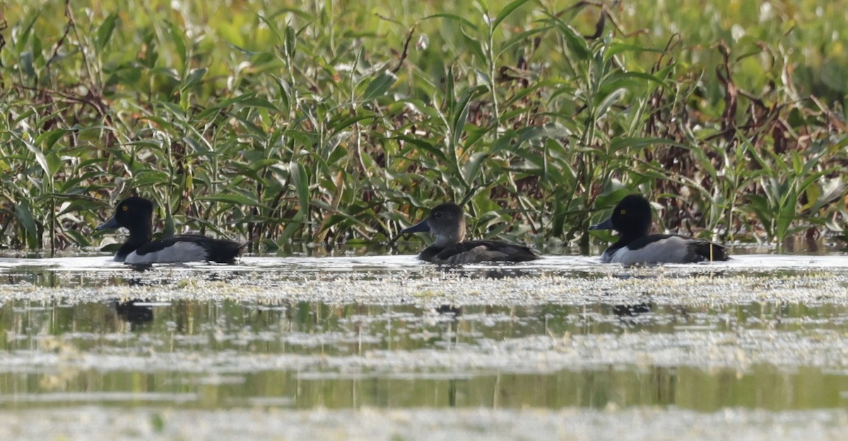 Ring-necked Duck - ML620774414